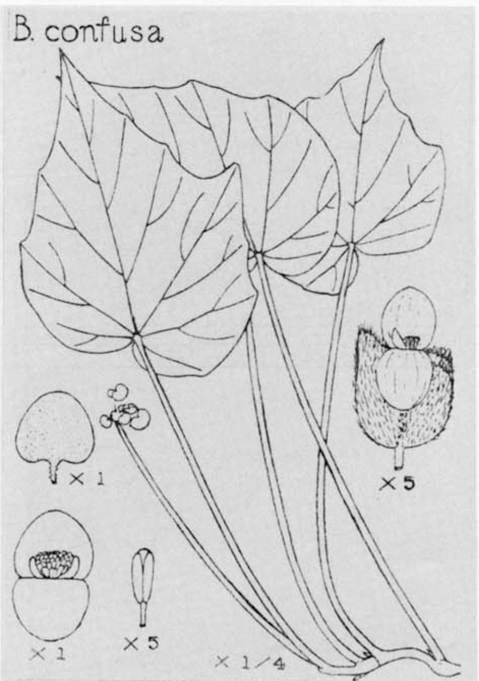 B. confusa